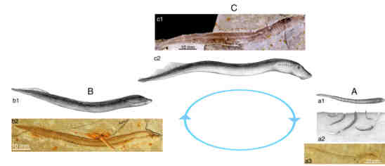 Snap25.jpg Snap25.jpg